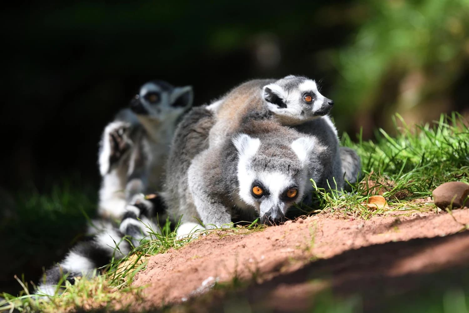 madagaszkár lemúr család bébi lemúr