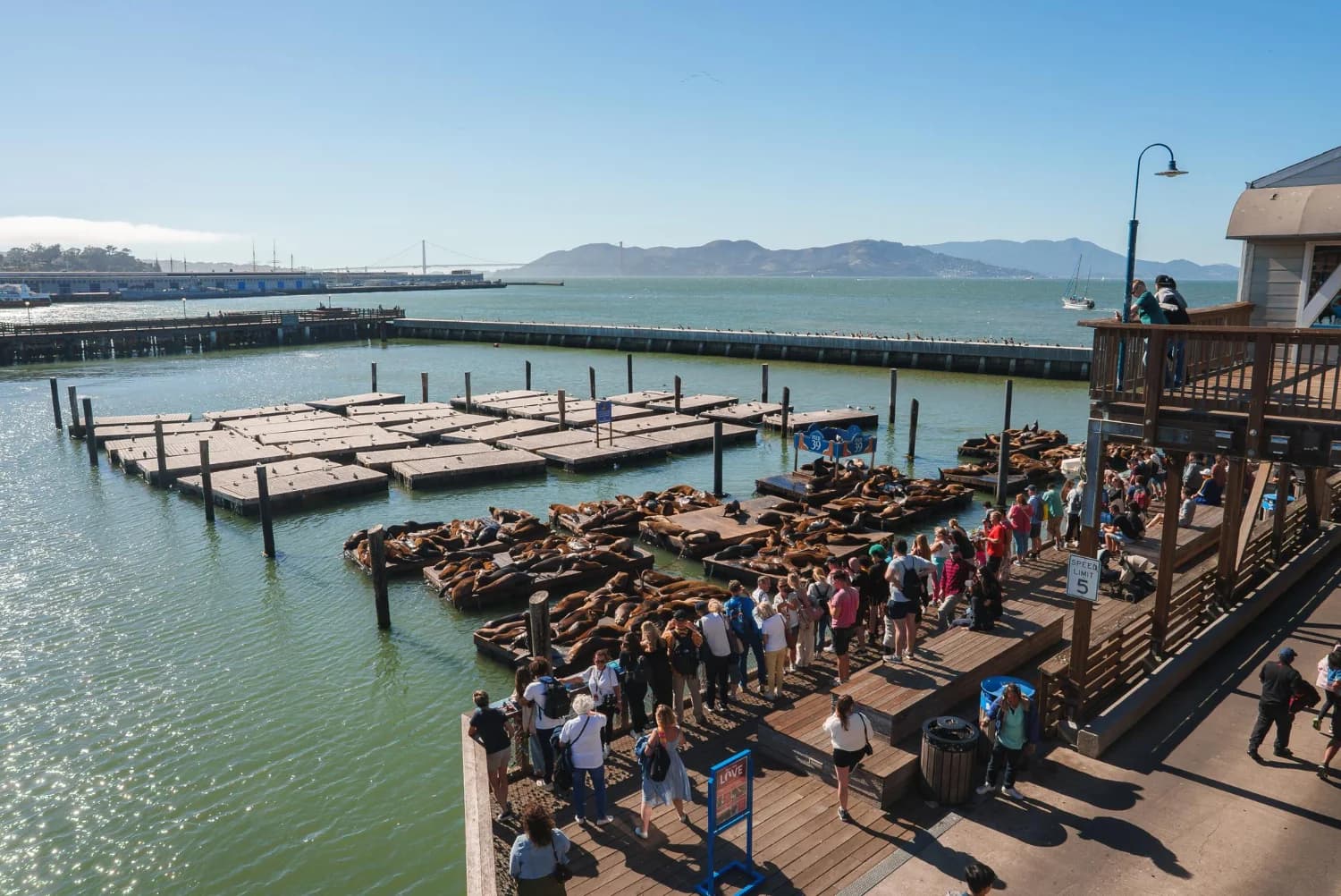 san francisco pier 39 napozó fókák