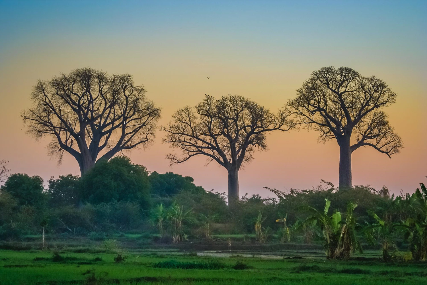 madagaszkár időjárás táj baobab fákkal